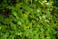 Solidago virga-aurea